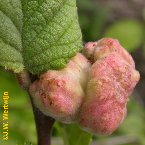 Perenbloedluis (Eriosoma lanuginosum)